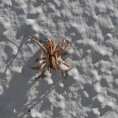 Artoriopsis