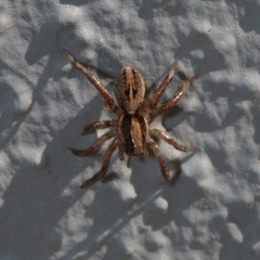 Artoriopsis
