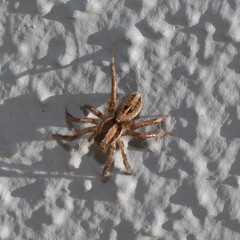 Artoriopsis