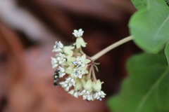 Asclepias pringlei