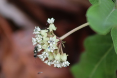 Asclepias pringlei
