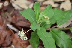 Asclepias pringlei