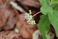Asclepias pringlei