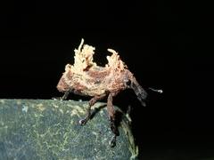 Cylindralcides saundersii