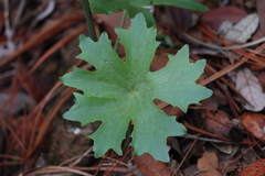 Psacalium poculiferum