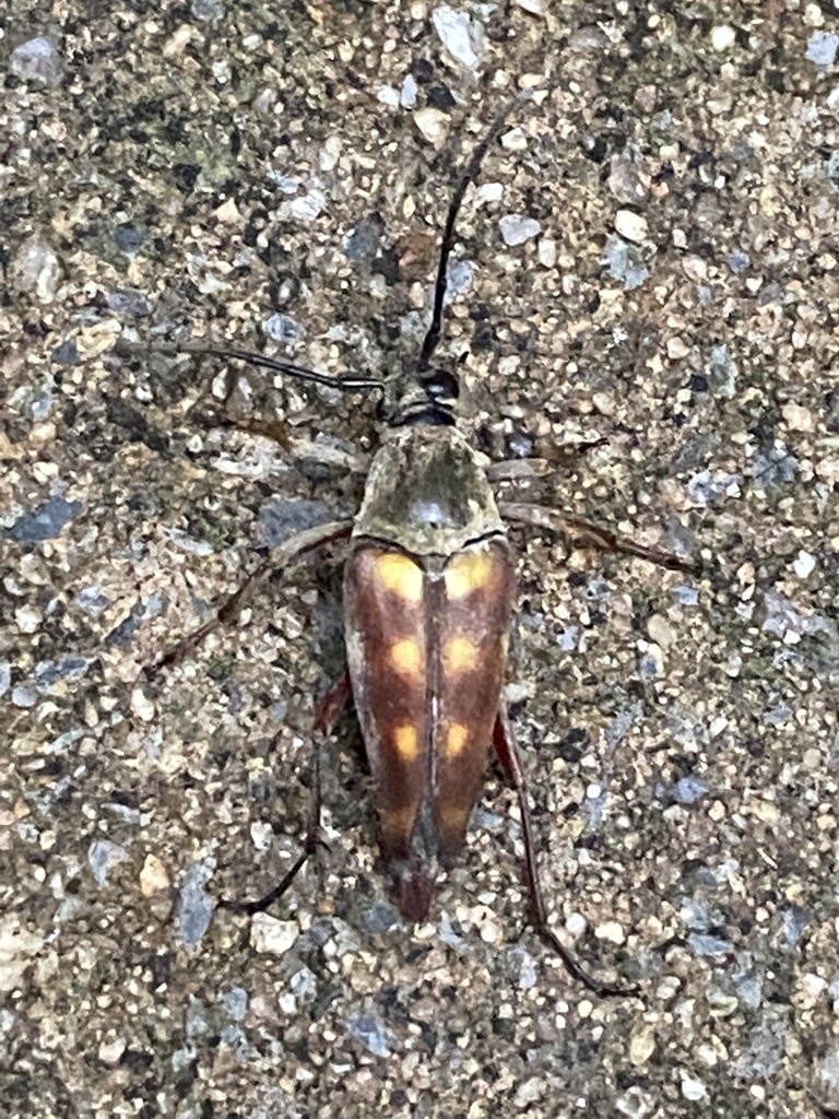Typocerus deceptus