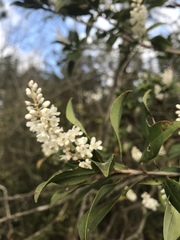 Cliftonia monophylla