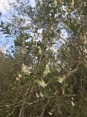 Cliftonia monophylla