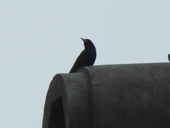 Sturnus vulgaris