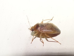 Agnocoris