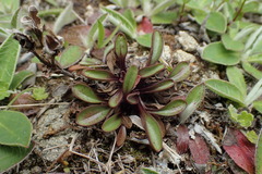 Gentianella grisebachii