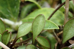 Gentianella grisebachii
