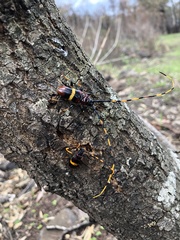 Trachyderes elegans