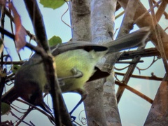 Vireo gundlachii