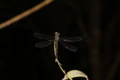 Heliocypha perforata