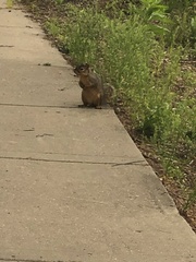 Sciurus niger