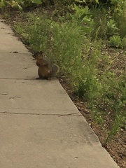 Sciurus niger