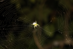 Bijoaraneus mitificus