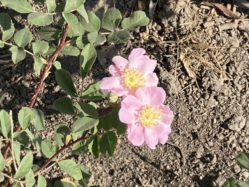 photo of California Wild Rose (Rosa californica)