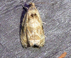 Olethreutes inornatana