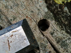 Apterogenum ypsillon