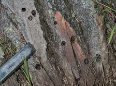 Apterogenum ypsillon