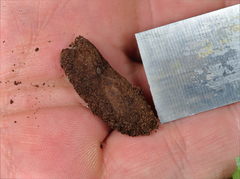 Apterogenum ypsillon