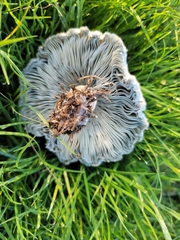 Chlorophyllum molybdites