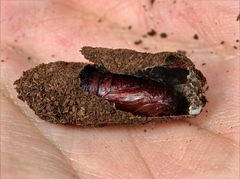 Apterogenum ypsillon