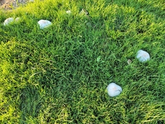 Chlorophyllum molybdites