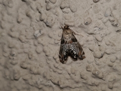 Petrophila jaliscalis
