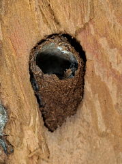 Apterogenum ypsillon