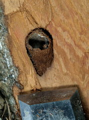 Apterogenum ypsillon