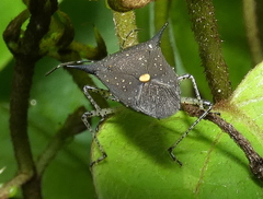 Proxys albopunctulatus
