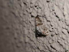Petrophila jaliscalis