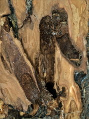 Apterogenum ypsillon