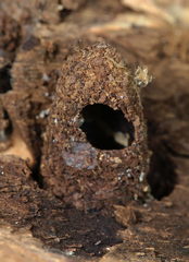 Apterogenum ypsillon