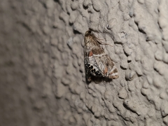 Petrophila jaliscalis