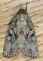 Apterogenum ypsillon