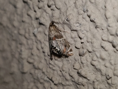Petrophila jaliscalis