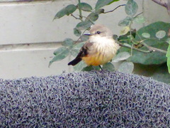 Pyrocephalus rubinus