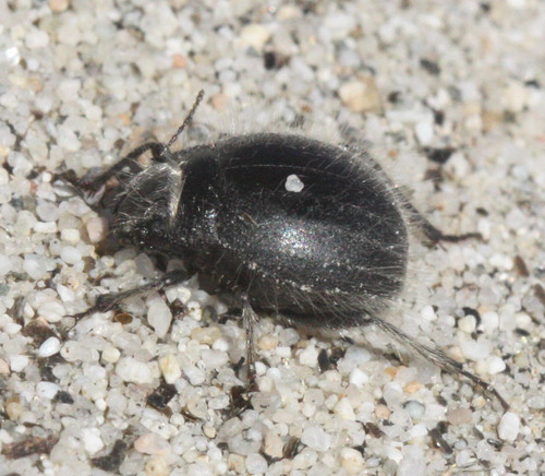 Edrotes ventricosus photo 5