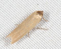 Holcocera immaculella