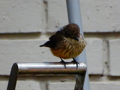 Pyrocephalus rubinus