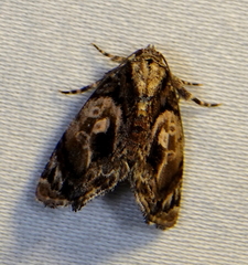 Drobeta