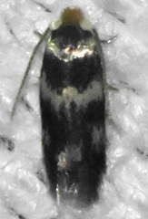 Etainia sericopeza