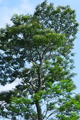 Albizia chinensis