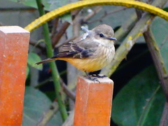 Pyrocephalus rubinus