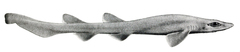 Dusky Catshark photo 2