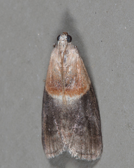 Acrobasis demotella